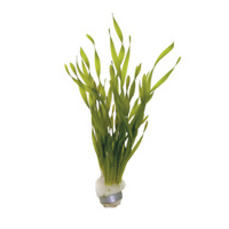 10x Vallisneria Torta bos